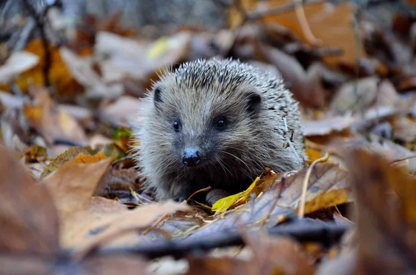 Ein Igel läuft durch Herbstlaub